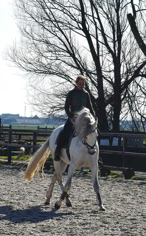 Lieve brave 5 jarige PRE Ruin 1.65m, Dieren en Toebehoren, Paarden, Ruin, L, 160 tot 165 cm, 3 tot 6 jaar, Dressuurpaard, Met stamboom