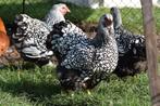 Poules d'ornement et poules pondeuses - toutes races - **Liv