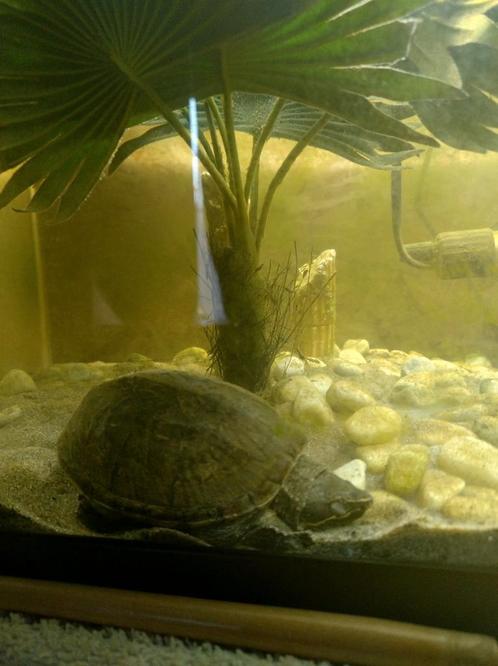 Muskusschildpad gratis (zie omschrijving), Dieren en Toebehoren, Vissen | Aquaria en Toebehoren, Ophalen