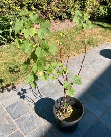 Druivelaar, Tuin en Terras, Ophalen, Overige soorten, Volle zon, In pot