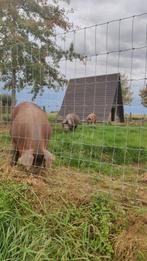 Te huur gezocht : vleesvarkensstal., Zakelijke goederen, Landbouw | Onroerend goed, Ophalen of Verzenden