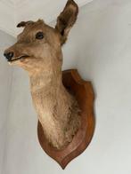 Mooi hert, Verzamelen, Dierenverzamelingen, Ophalen, Gebruikt, Hert, Gewei of Kop