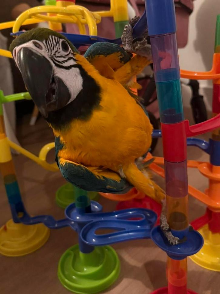 Ara papagaai meisje, Dieren en Toebehoren, Vogels | Parkieten en Papegaaien, Papegaai, Vrouwelijk