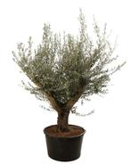 Olijfboom, palmboom te koop, Tuin en Terras, Planten | Tuinplanten, Ophalen of Verzenden