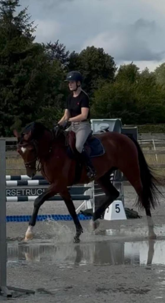Zadelmak maken, Dieren en Toebehoren, Paarden, Zadelmak