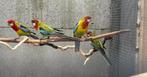 Pracht Rosella’s, Dieren en Toebehoren, Geslacht onbekend, Parkiet, Geringd