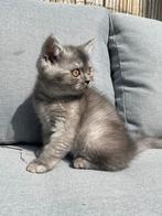 Britse korthaar kittens, Meerdere dieren, Gechipt, 0 tot 2 jaar