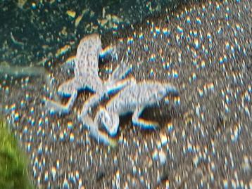 Hobbyaquarium  Hymenochirus Boettgeri Dwergklauwkikker beschikbaar voor biedingen