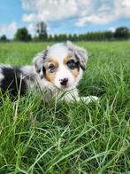 Australische herder pups / Aussi / Australian Shepherd puppy, Dieren en Toebehoren, België, CDV (hondenziekte), 8 tot 15 weken