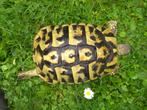Landschildpad -, Schildpad