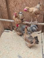 œufs à éclore à partir de crème legbar, Animaux & Accessoires