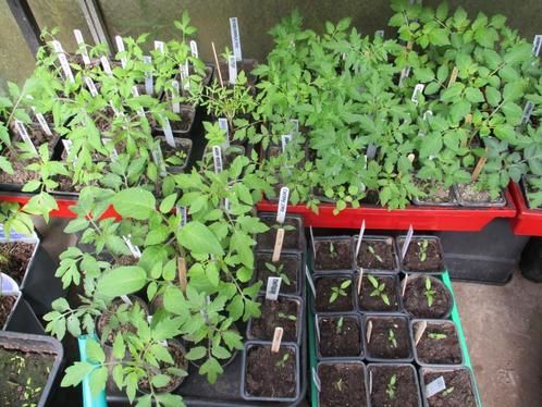 Tomatenplanten vele soorten, Jardin & Terrasse, Plantes | Jardin, Annuelle, Plein soleil, Été, Enlèvement