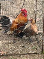 Koppel krieltjes, Dieren en Toebehoren, Pluimvee