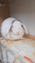 Jongen konijnen, Dieren en Toebehoren, Konijnen