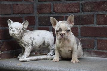Franse Bulldog Pups beschikbaar voor biedingen