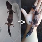 Vetstaartgekko opvang