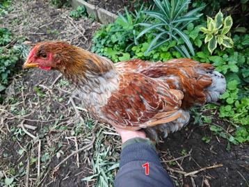 Wyandotte hennen en hanen beschikbaar voor biedingen