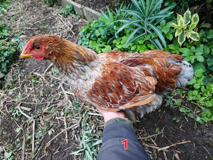 Wyandotte groothoenders hennen en hanen, Dieren en Toebehoren, Pluimvee