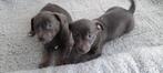 Blue Jack Russel pups, Dieren en Toebehoren, Meerdere, Teef, 8 tot 15 weken, België