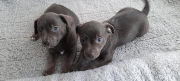 Blue Jack Russel pups