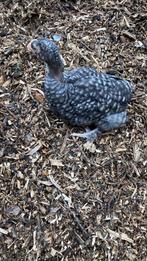 Mechelse koekoek hennen paar maand, Dieren en Toebehoren