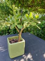 PLANTE VERTE, Maison & Meubles, Plantes d'intérieur, Plante succulente, En pot, Moins de 100 cm, Enlèvement