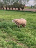 1 texel ooi, Vrouwelijk, Schaap