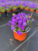 Aubrieta in verschillende kleuren, Ophalen, Vaste plant