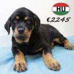 Rottweiler - Robuste pups te koop, Dieren en Toebehoren, Honden | Bulldogs, Pinschers en Molossers, 15 weken tot 1 jaar, Handelaar