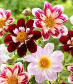 Dahlia knollen "Favourite Ballet" (5 knollen vr 8 €), Ophalen, Voorjaar, Volle zon, Knol