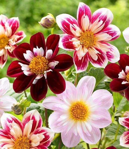 Dahlia knollen "Favourite Ballet" (5 knollen vr 8 €), Tuin en Terras, Bloembollen en Zaden, Knol, Voorjaar, Volle zon, Ophalen