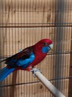 GEZOCHT pennant rosella man., Dieren en Toebehoren, Mannelijk, Parkiet, Geringd