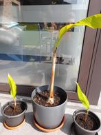 4 bananenplanten + pot, Enlèvement ou Envoi