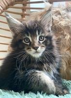 XXL Maine Coon Kitten, Dieren en Toebehoren, Katten en Kittens | Raskatten | Langhaar, Gechipt, 0 tot 2 jaar, Kater