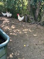 Poule de Bresse, Dieren en Toebehoren, Meerdere dieren, Kip