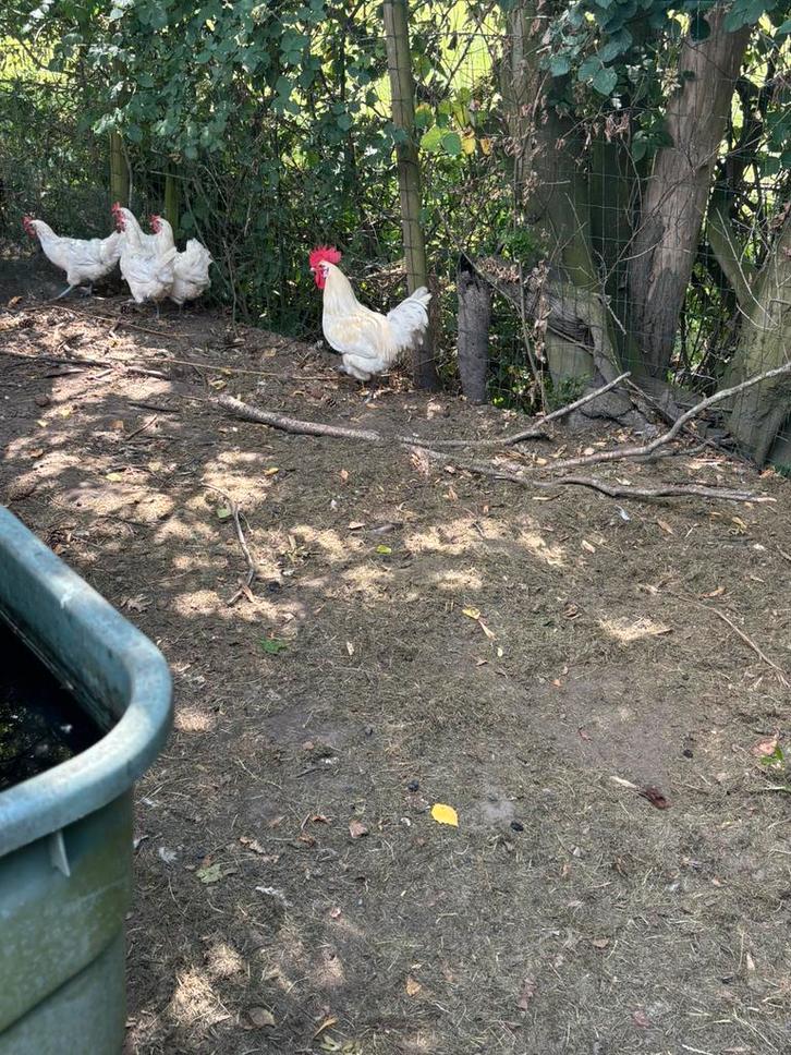 Poule de Bresse, Dieren en Toebehoren, Pluimvee, Kip, Meerdere dieren