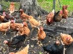 LEGKIPPEN TE KOOP / €10 PER STUK, Dieren en Toebehoren, Pluimvee, Vrouwelijk, Kip
