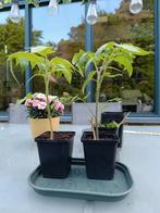 Tomatenplantjes, Enlèvement, Plantes potagères
