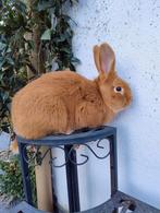 Vale van Bourgondië, Dieren en Toebehoren, Konijnen