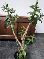 Crassula ovata ou arbre de Jade of Jadeboom, Maison & Meubles, Plantes d'intérieur, Ombre partielle, En pot, Plante à fleurs, Enlèvement