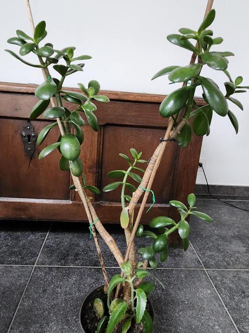Crassula ovata ou arbre de Jade of Jadeboom, Maison & Meubles, Plantes d'intérieur, Plante succulente, Moins de 100 cm, Plante à fleurs