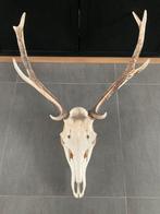 Trophée de Cerf, Enlèvement, Comme neuf, Cerf