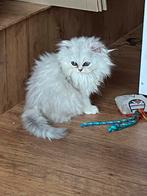 Brits kort en langharige kittens, Dieren en Toebehoren, Katten en Kittens | Raskatten | Korthaar, Meerdere dieren, Gechipt, 0 tot 2 jaar