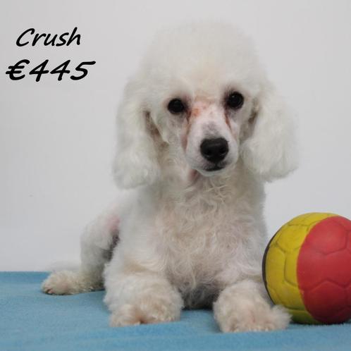 Witte Dwergpoedel, Crush - opzoek naar een baasje, Dieren en Toebehoren, Honden | Chihuahua's en Gezelschapshonden, Reu, Poedel