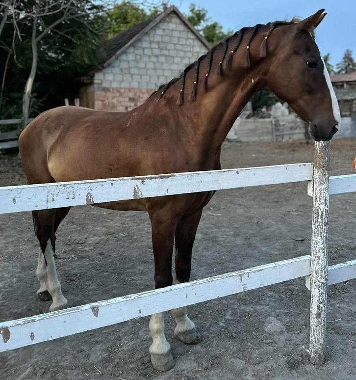 Tuigpaard ruin - KWPN, Dieren en Toebehoren, Paarden, Ruin, Zadelmak, Tuigpaard