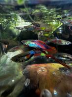 Jonge Endler Guppies – Mannetjes & Kweekgroep, Dieren en Toebehoren, Vis, Zoetwatervis