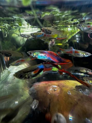 Jonge Endler Guppies – Mannetjes & Kweekgroep beschikbaar voor biedingen
