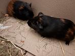 Cavia vrouwelijk, Dieren en Toebehoren, Cavia, Vrouwelijk, Tam, Oktober