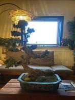 Bonsai 90cm (gemummificeerd), Tuin en Terras, Ophalen, In pot, Overige soorten