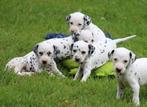 Dalmatiër pups, Dieren en Toebehoren, Honden | Beagles, Bassets en Lopende honden, België, Dalmatiër, CDV (hondenziekte), 8 tot 15 weken